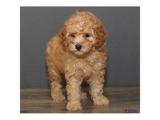 Poodle DOG Female Red 13664 Petland Pensacola, Florida