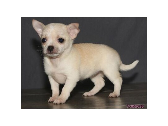 Chihuahua DOG Female Cream 13661 Petland Pensacola, Florida