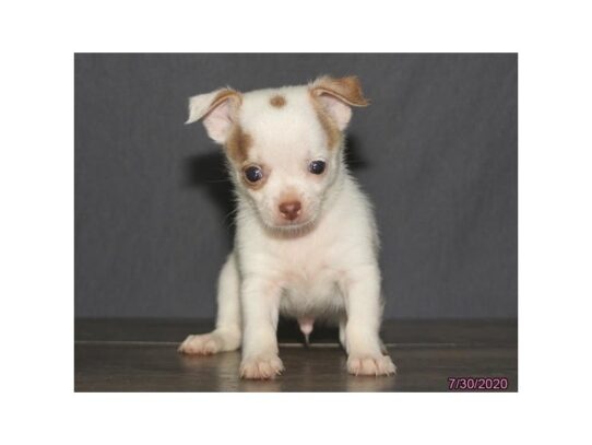 Chihuahua DOG Male White 13662 Petland Pensacola, Florida