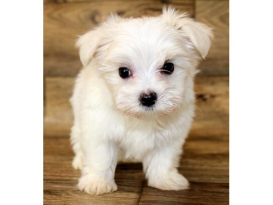 Maltese DOG Male White 13669 Petland Pensacola, Florida