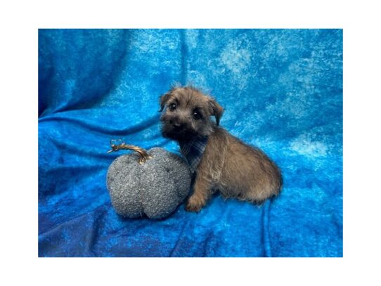 Cairn Terrier DOG Male Wheaten 13660 Petland Pensacola, Florida