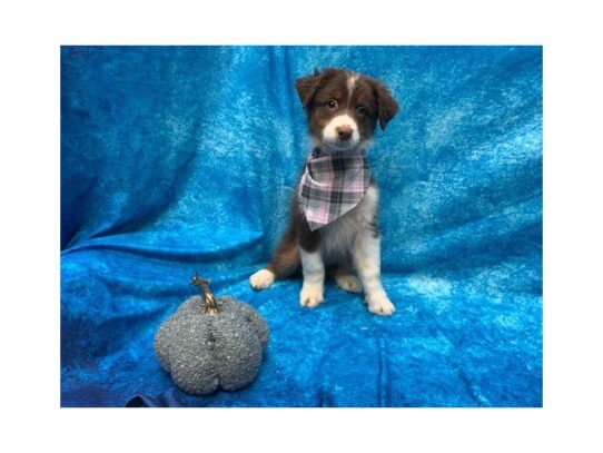 Australian Shepherd DOG Female Red 13659 Petland Pensacola, Florida