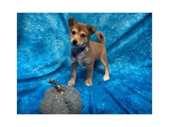 Aussie/ Shiba mix DOG Female Red 13670 Petland Pensacola, Florida