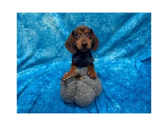 Dachshund DOG Male Chocolate and Tan 13673 Petland Pensacola, Florida