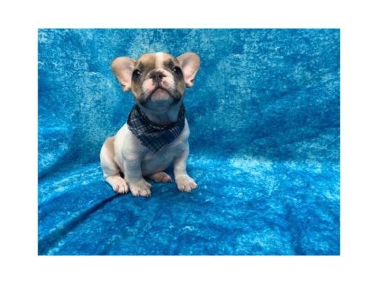 French Bulldog DOG Male Blue Fawn & White 13668 Petland Pensacola, Florida