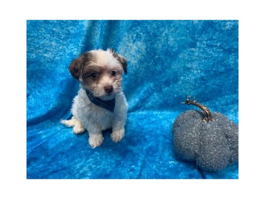 Havanese DOG Male White and Chocolate 13671 Petland Pensacola, Florida