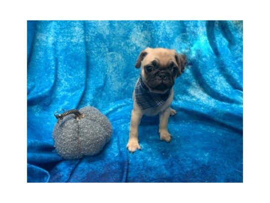 Pug DOG Male Fawn 13672 Petland Pensacola, Florida