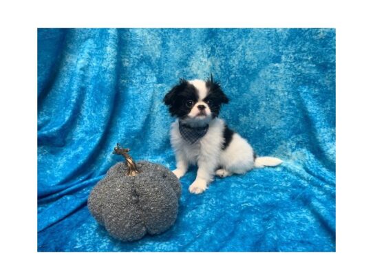 Japanese Chin DOG Male Black / White 13658 Petland Pensacola, Florida