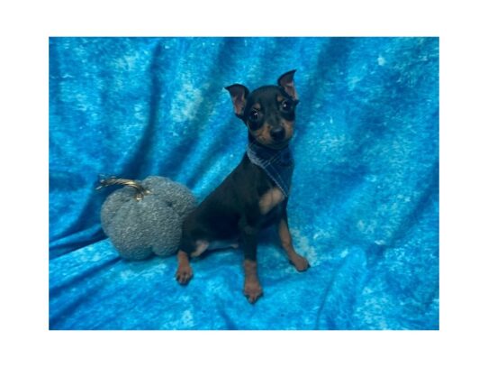 Miniature Pinscher DOG Male Black and Tan 13674 Petland Pensacola, Florida