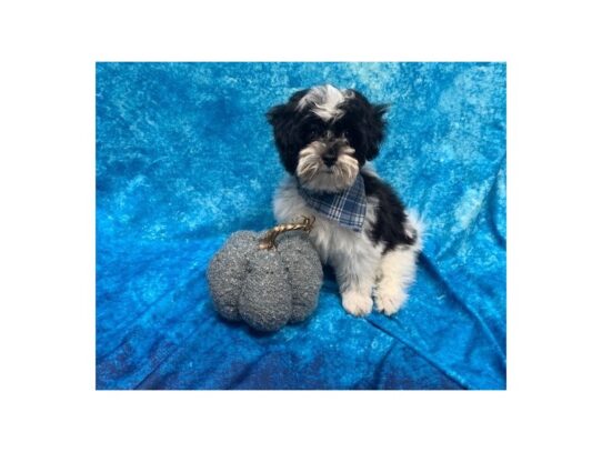 Havanese DOG Male Black / White 13620 Petland Pensacola, Florida