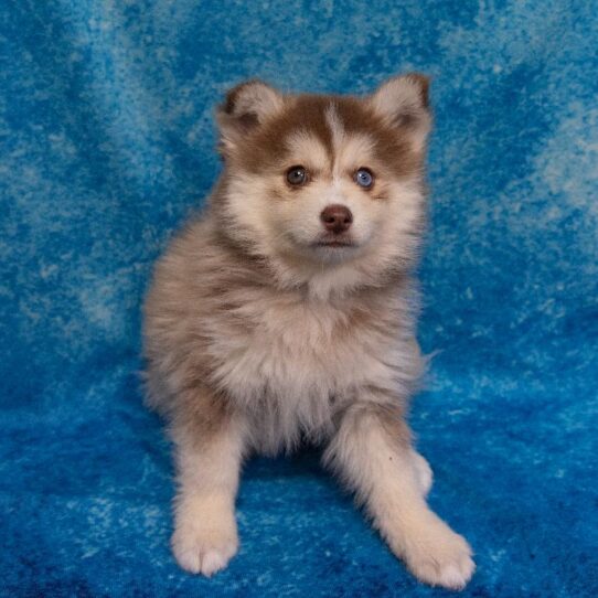 Pomsky-DOG-Male-Chocolate-1119-Petland Pensacola, Florida