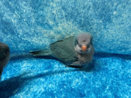 Quaker Parrot-BIRD--Blue-13653-Petland Pensacola, Florida