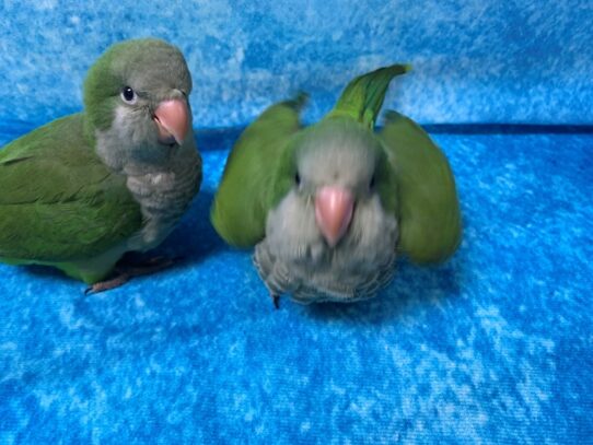 Quaker Parrot-BIRD-Female-Green-13654-Petland Pensacola, Florida