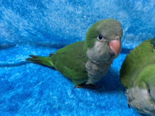 Quaker Parrot-BIRD-Male-Green-13655-Petland Pensacola, Florida