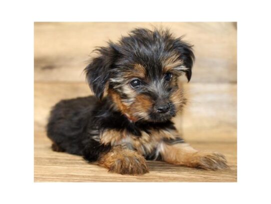 Yorkshire Terrier DOG Female Black / Tan 13687 Petland Pensacola, Florida