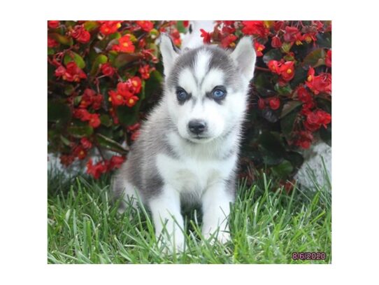 Siberian Husky DOG Female Black / White 13707 Petland Pensacola, Florida