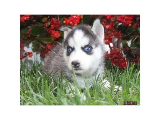 Siberian Husky DOG Female Black / White 13708 Petland Pensacola, Florida