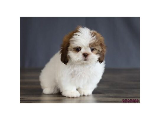 Shih Tzu DOG Female Sable / White 13705 Petland Pensacola, Florida