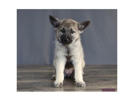 Norwegian Elkhound DOG Female Black / Silver 13702 Petland Pensacola, Florida