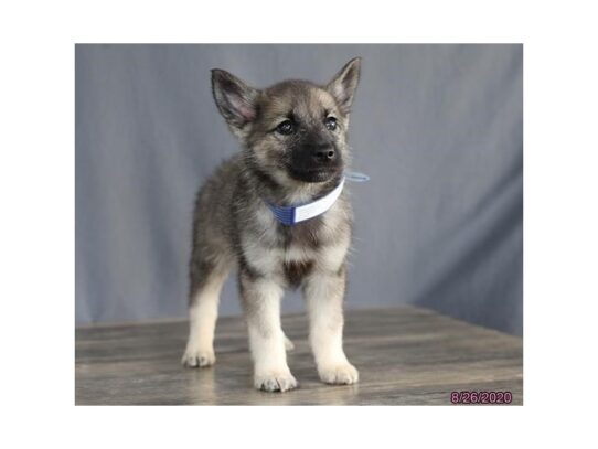 Norwegian Elkhound DOG Male Black / Silver 13703 Petland Pensacola, Florida