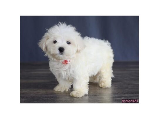 Maltese DOG Female White 13700 Petland Pensacola, Florida