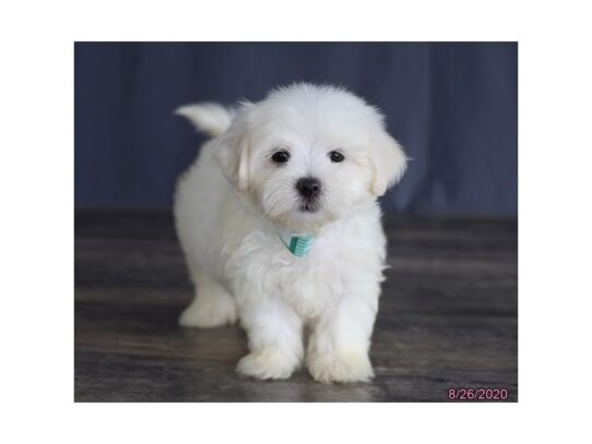 Maltese DOG Male White 13701 Petland Pensacola, Florida