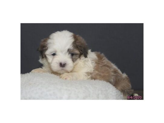 Shih Tzu DOG Female Blue Fawn / White 13706 Petland Pensacola, Florida