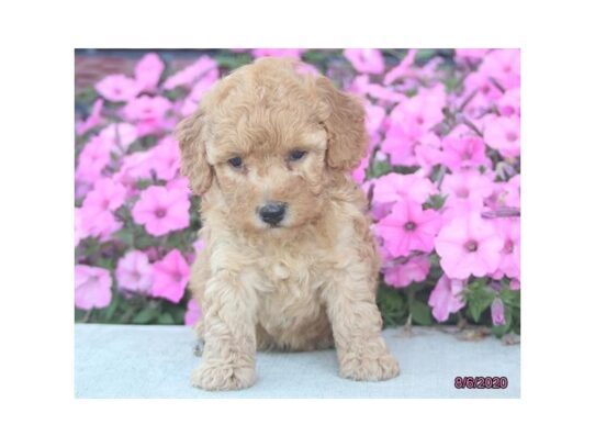 Poodle DOG Female Red 13704 Petland Pensacola, Florida