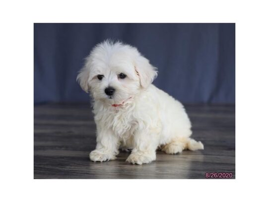 Maltese DOG Female White 13709 Petland Pensacola, Florida