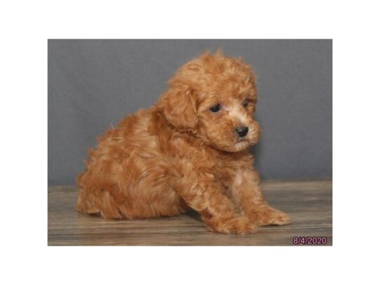 Poodle DOG Male Red 13712 Petland Pensacola, Florida