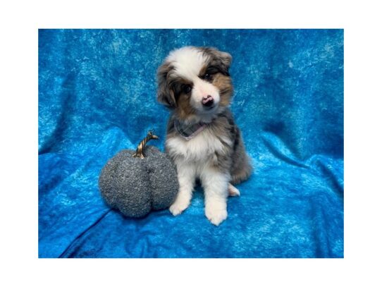 Australian Shepherd DOG Female Blue Merle 13680 Petland Pensacola, Florida