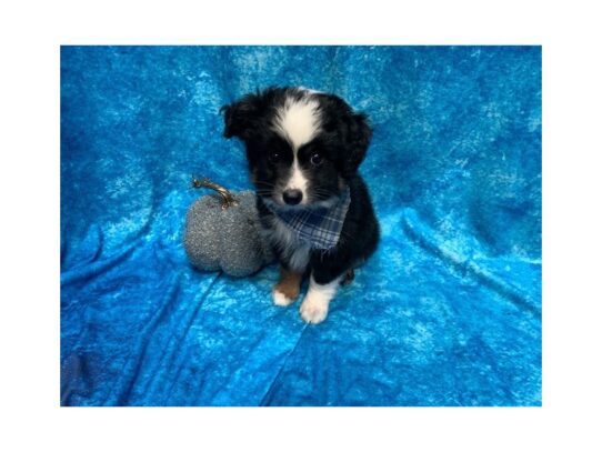 Australian Shepherd DOG Male Black 13679 Petland Pensacola, Florida