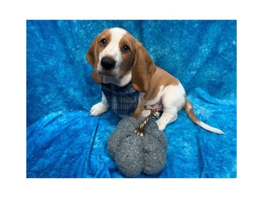 Basset Hound DOG Male Lemon / White 13693 Petland Pensacola, Florida