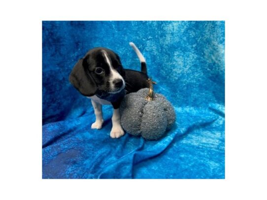 Beagle DOG Male Black / White 13682 Petland Pensacola, Florida