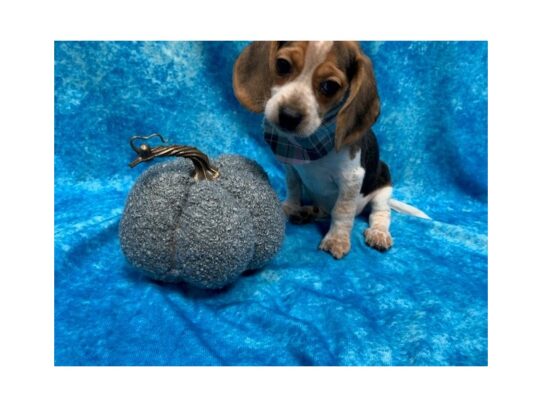 Beagle DOG Female Black White / Tan 13681 Petland Pensacola, Florida