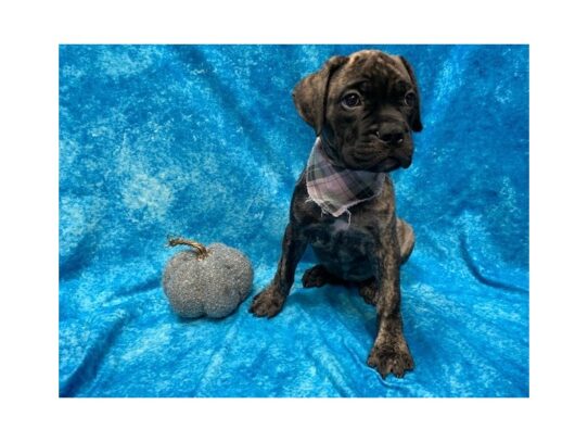 Bullmastiff-DOG-Female-Brindle-13690-Petland Pensacola, Florida