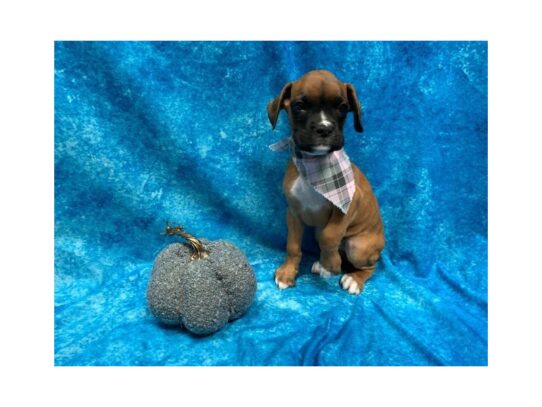 Boxer DOG Female Fawn 13694 Petland Pensacola, Florida