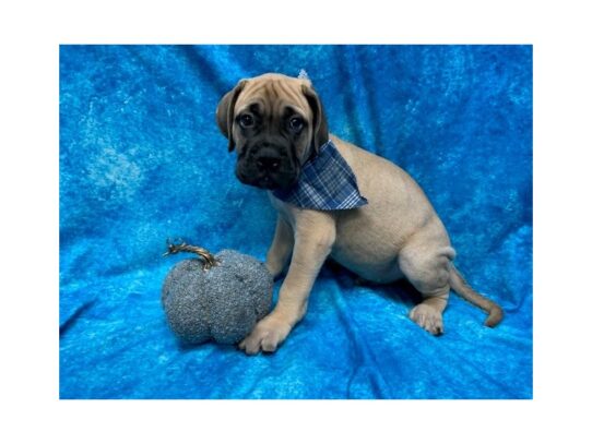 Bullmastiff DOG Male Fawn 13691 Petland Pensacola, Florida