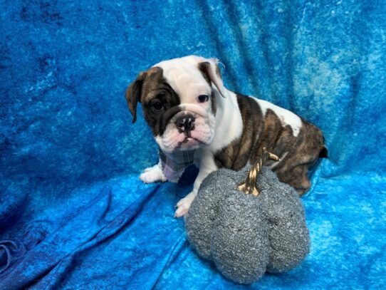 English Bulldog DOG Female Brindle / White 13696 Petland Pensacola, Florida