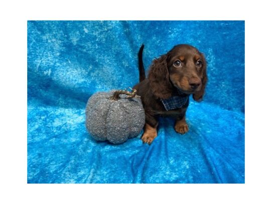 Dachshund DOG Male Chocolate / Tan 13697 Petland Pensacola, Florida