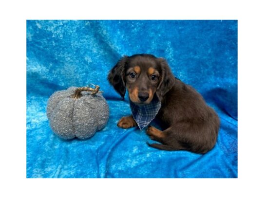 Dachshund DOG Male Black / Tan 13689 Petland Pensacola, Florida