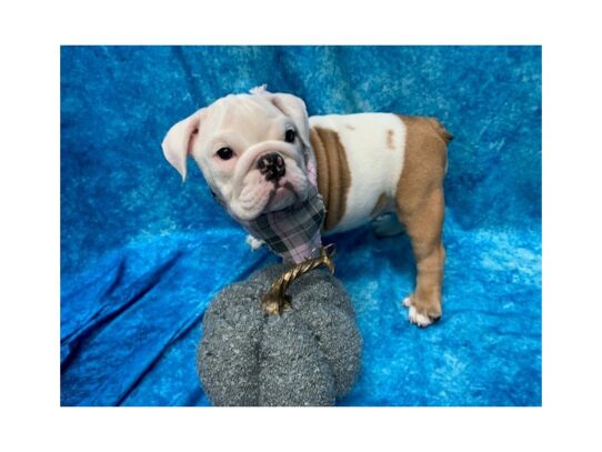 English Bulldog DOG Female White / Fawn 13695 Petland Pensacola, Florida