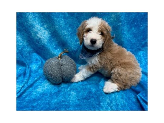 Goldendoodle Mini 2nd Gen DOG Male Red 13692 Petland Pensacola, Florida