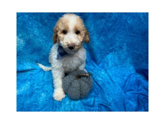 Goldendoodle DOG Male Apricot 13688 Petland Pensacola, Florida