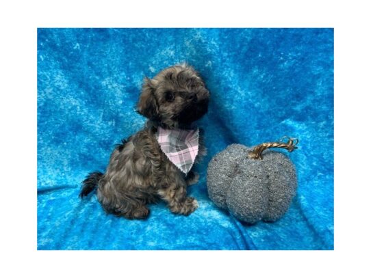 Havanese DOG Female Gold 13683 Petland Pensacola, Florida