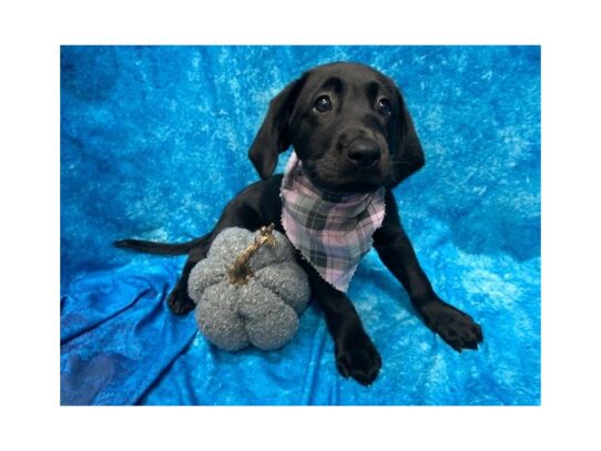 Labrador Retriever DOG Female Black 13698 Petland Pensacola, Florida