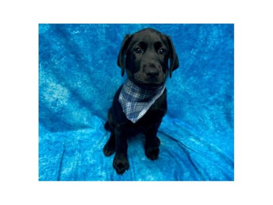 Labrador Retriever DOG Male Black 13699 Petland Pensacola, Florida