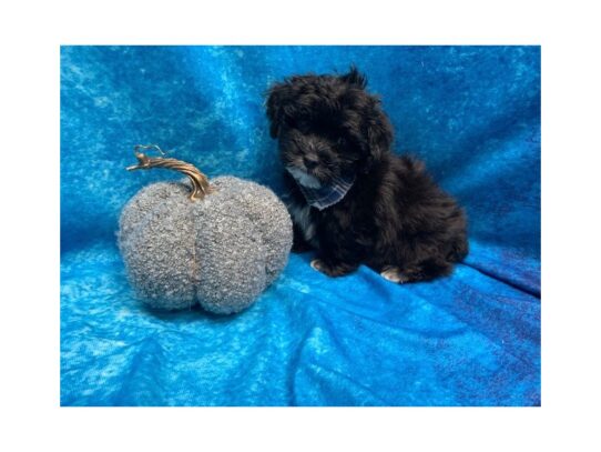 Lhasapoo DOG Male Black/white 13714 Petland Pensacola, Florida