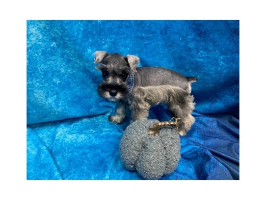 Miniature Schnauzer DOG Male Salt / Pepper 13685 Petland Pensacola, Florida