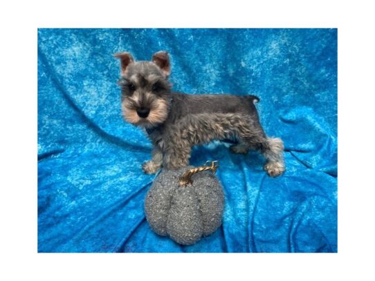 Miniature Schnauzer DOG Male Salt / Pepper 13710 Petland Pensacola, Florida